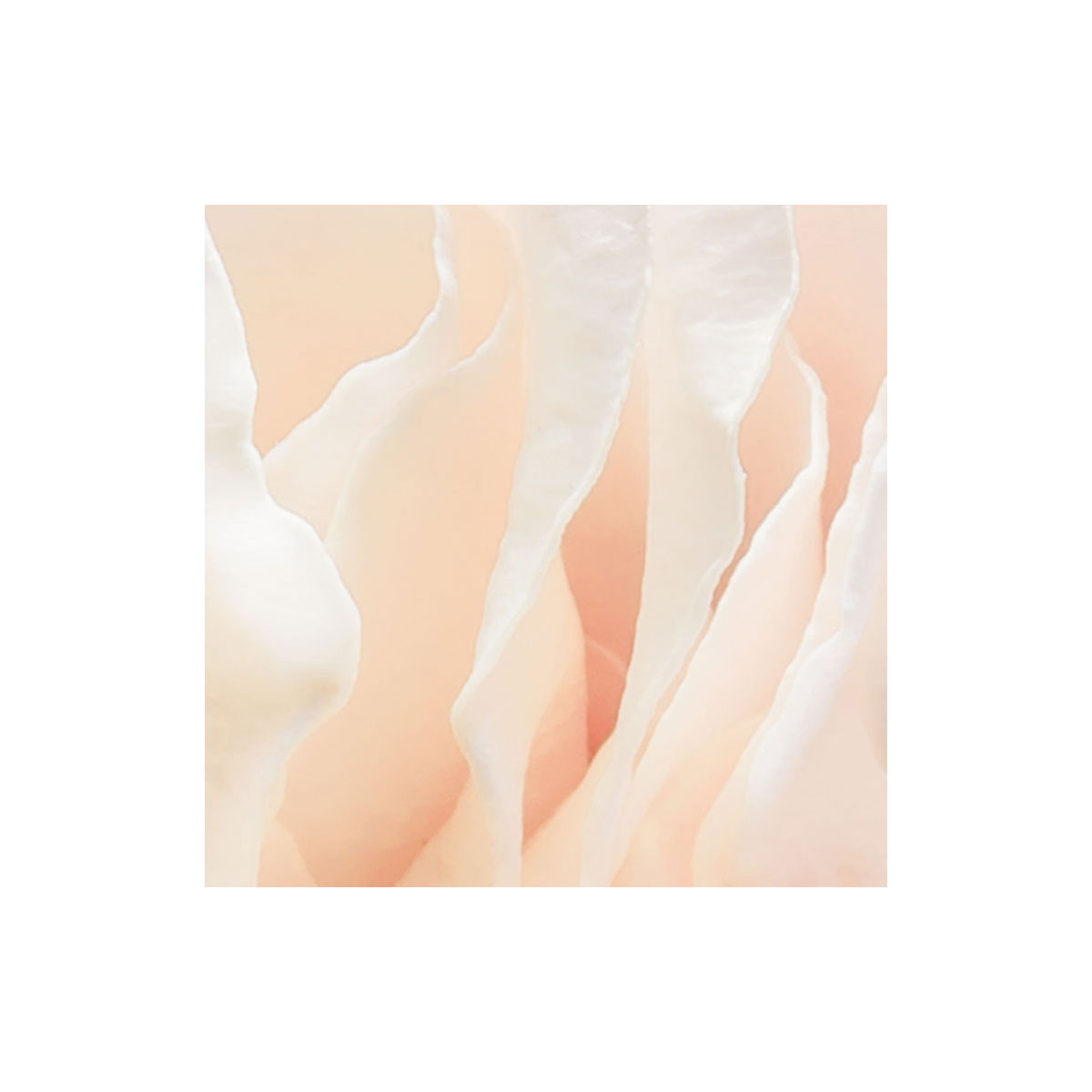 Komar  Papier Fototapete Spring Roses 368x254 cm Bild 5