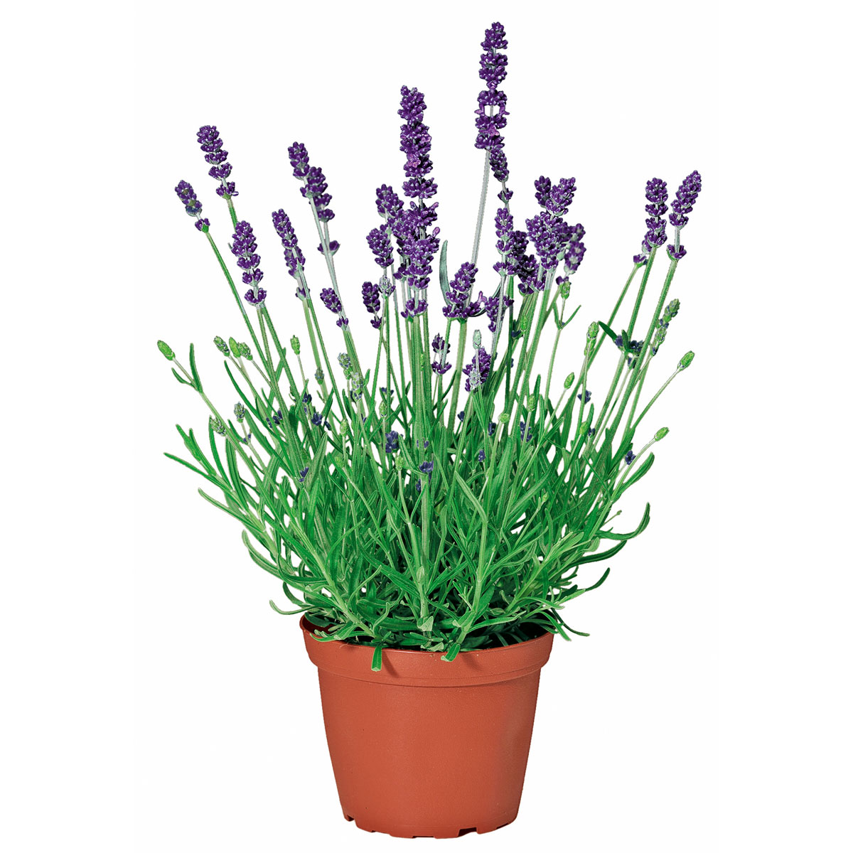 Plantiflor  Echter Lavendel Topf- Durchmesser 11 cm Bild 1
