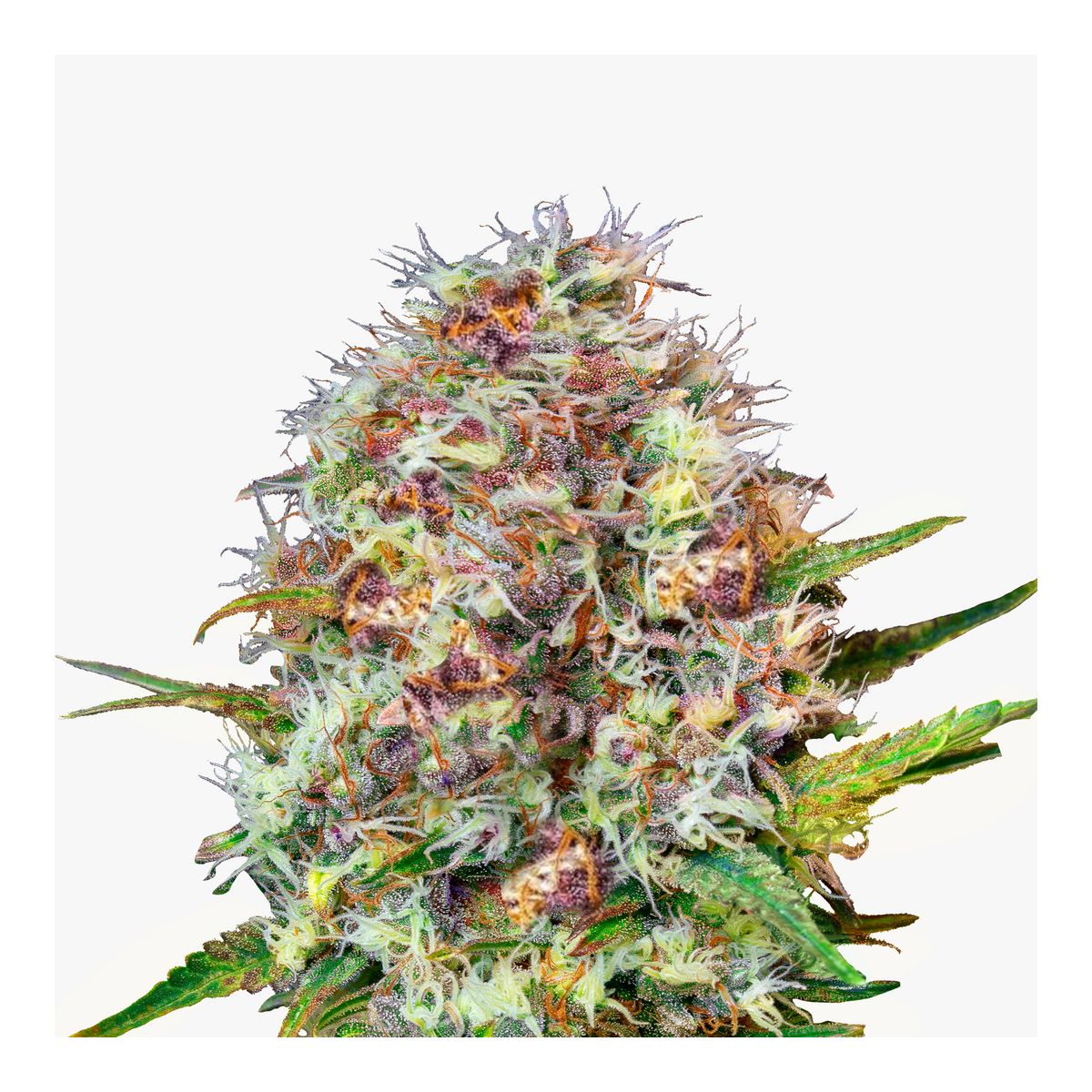 Hanfsamen Runtz Auto Bild 2