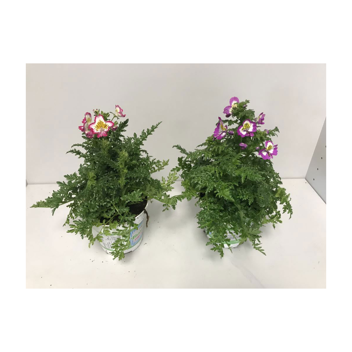 Plantiflor  Bauernorchidee T12