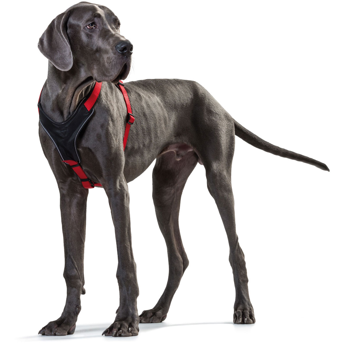 Hunter Hundegeschirr Neopren rot-schwarz Größe M2 Bild 3