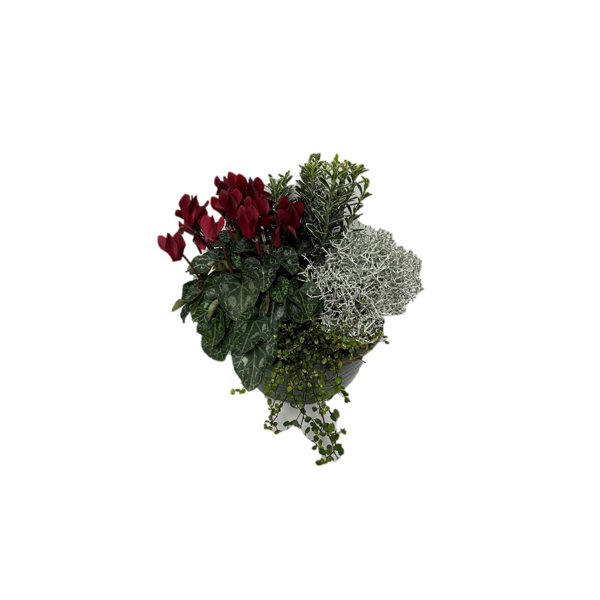 Plantiflor  Schale mit Herbstpflanzenmix Durchmesser 23 cm