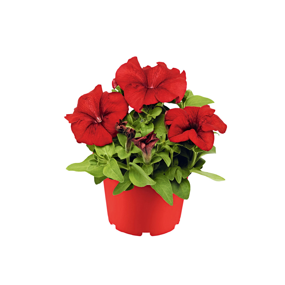 Plantiflor  Großblumige Petunie verschiedene Farben Topf Durchmesser 10,5 cm Bild 3