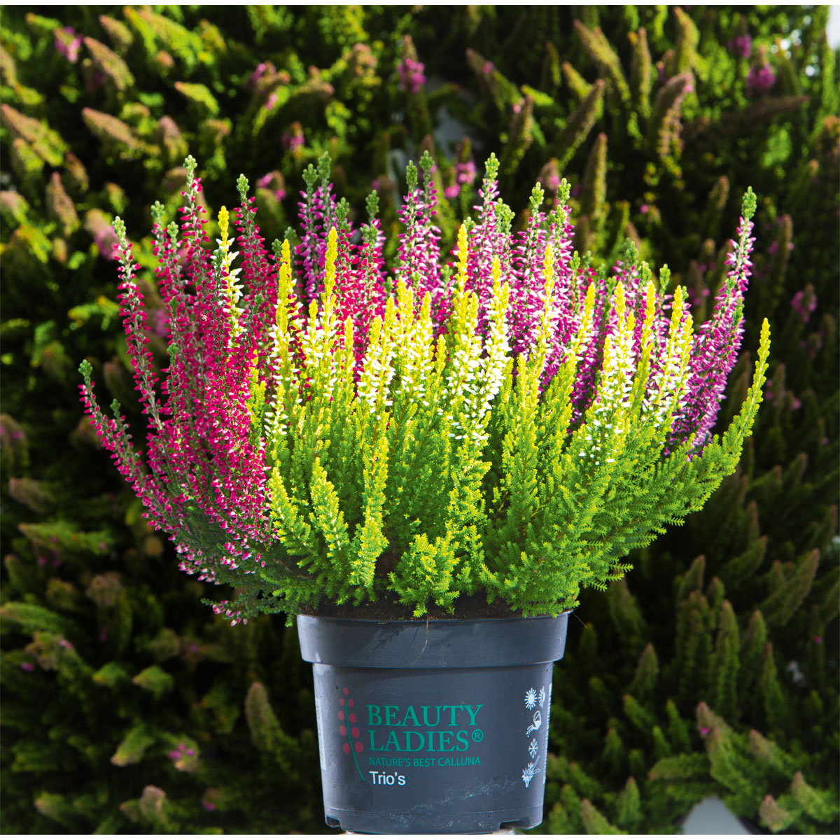 Plantiflor  Knospenheide Beauty Ladies Trio Bild 2