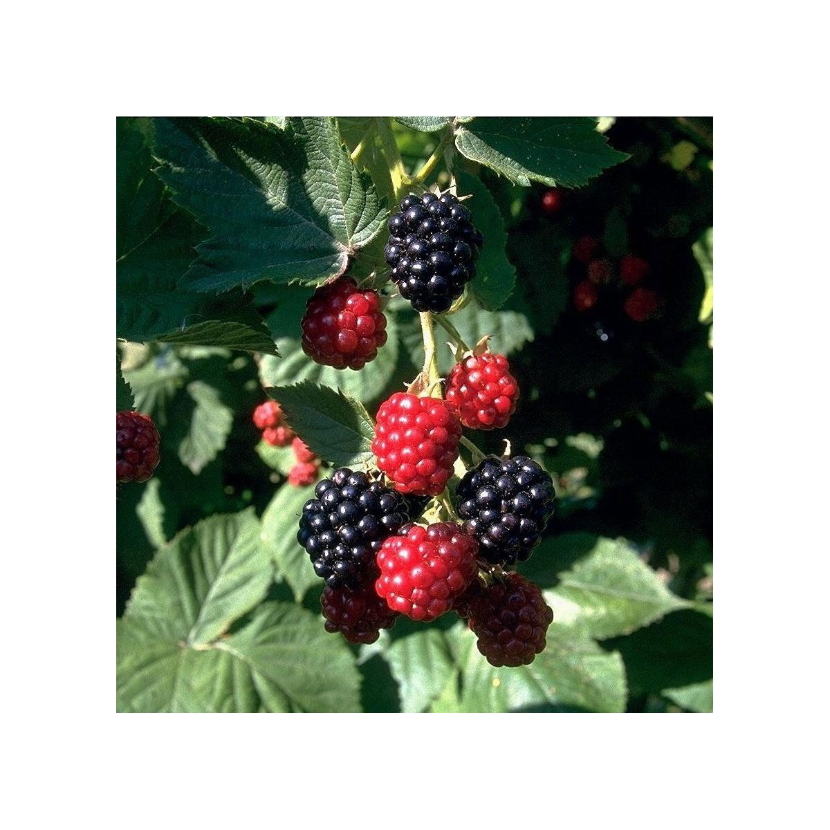 Brombeere Chester Thornless