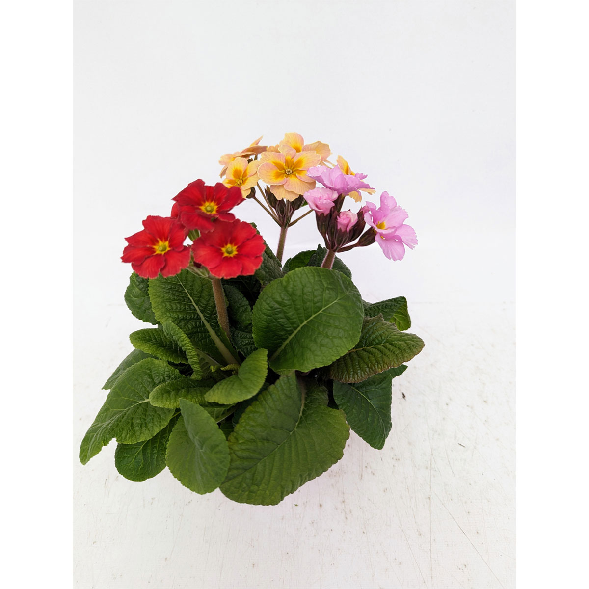 Plantiflor  Hohe Schlüsselblume Trio Topf Durchmesser 14 cm