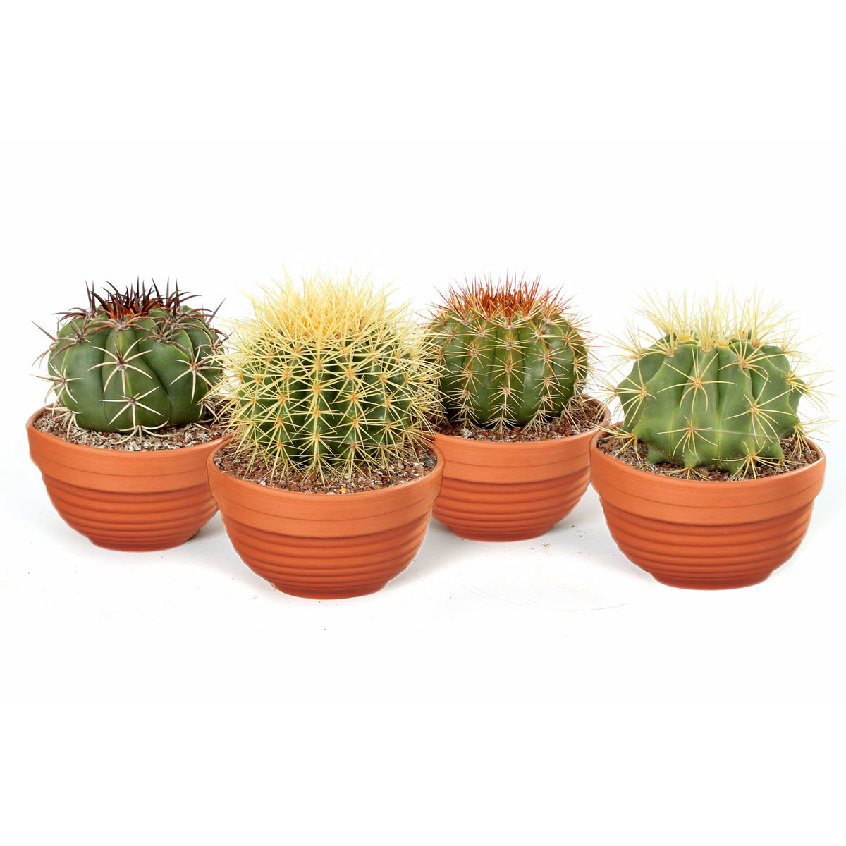 Plantiflor  ZKAK Kaktus Mix Schale T13 H 30