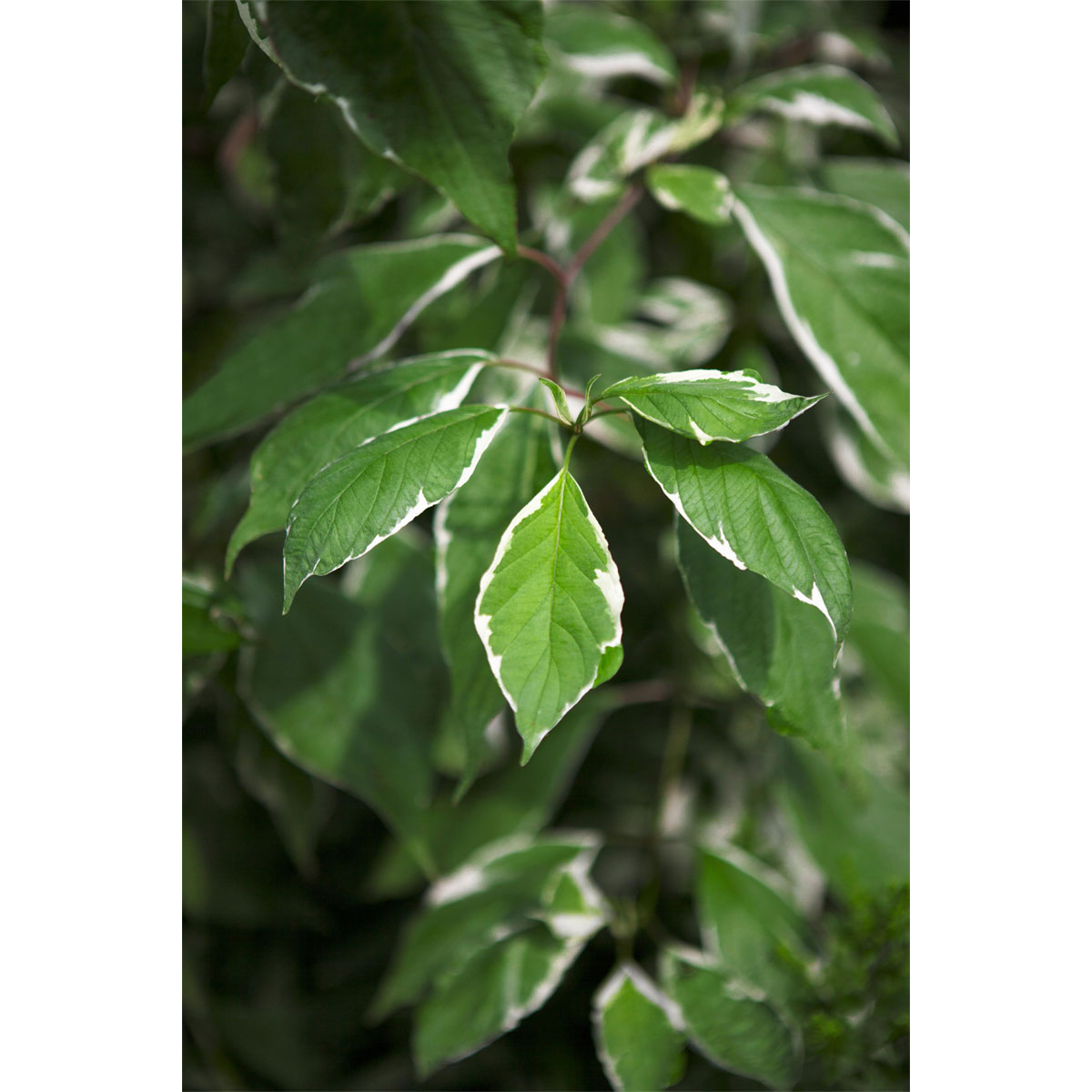 Plantiflor Weißbunter Hartriegel Elegantissima Topf Durchmesser 19 cm