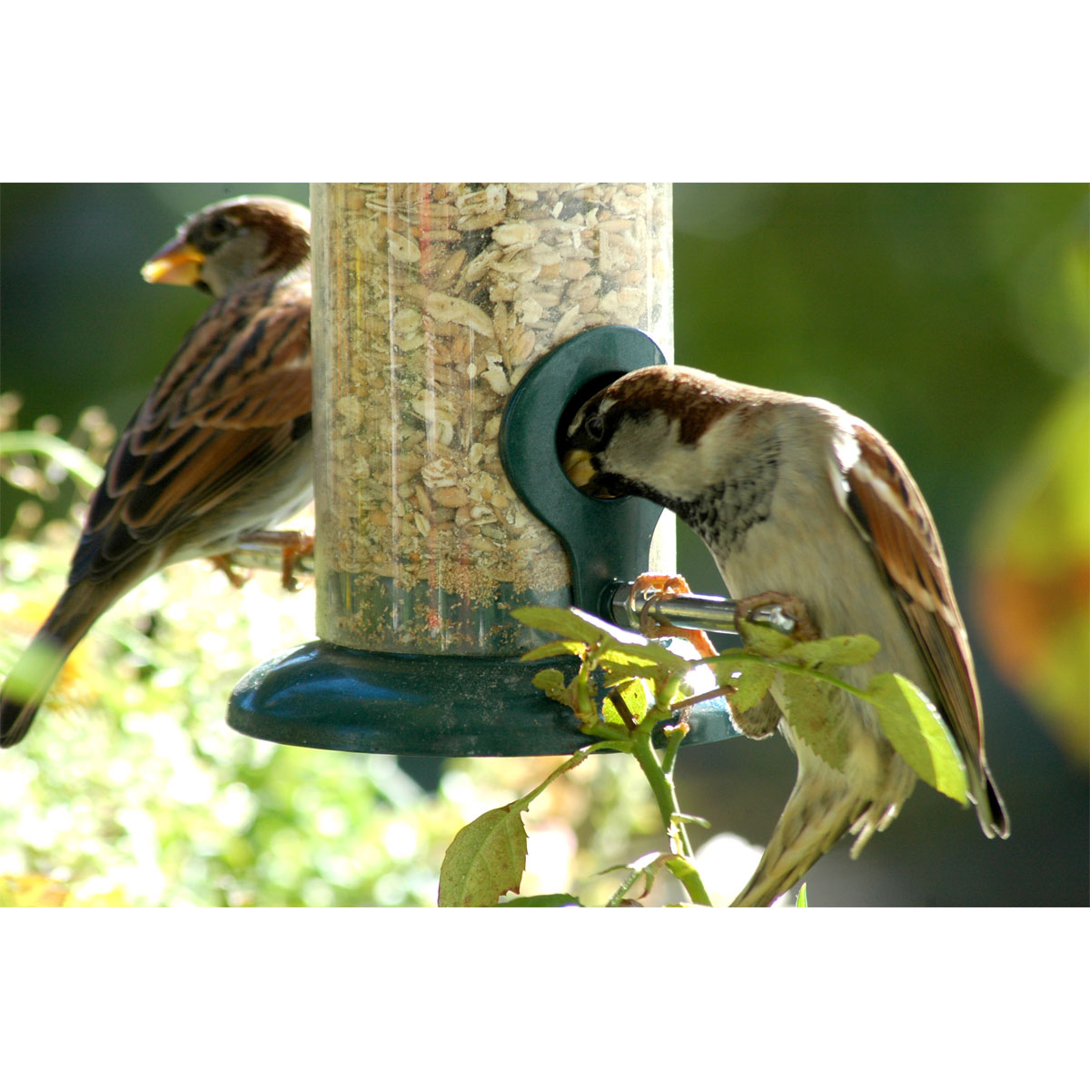 Futterspender zum Aufhängen 9,5 x 9,5 x 23 cm Metall Dunkelgrün Bild 3