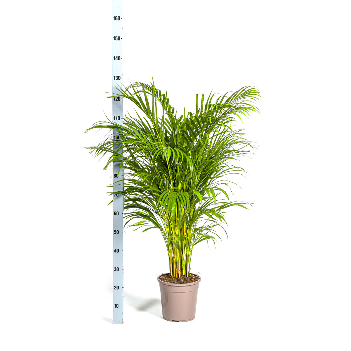 Goldfruchtpalme, Topf Ø 24 cm Bild 2