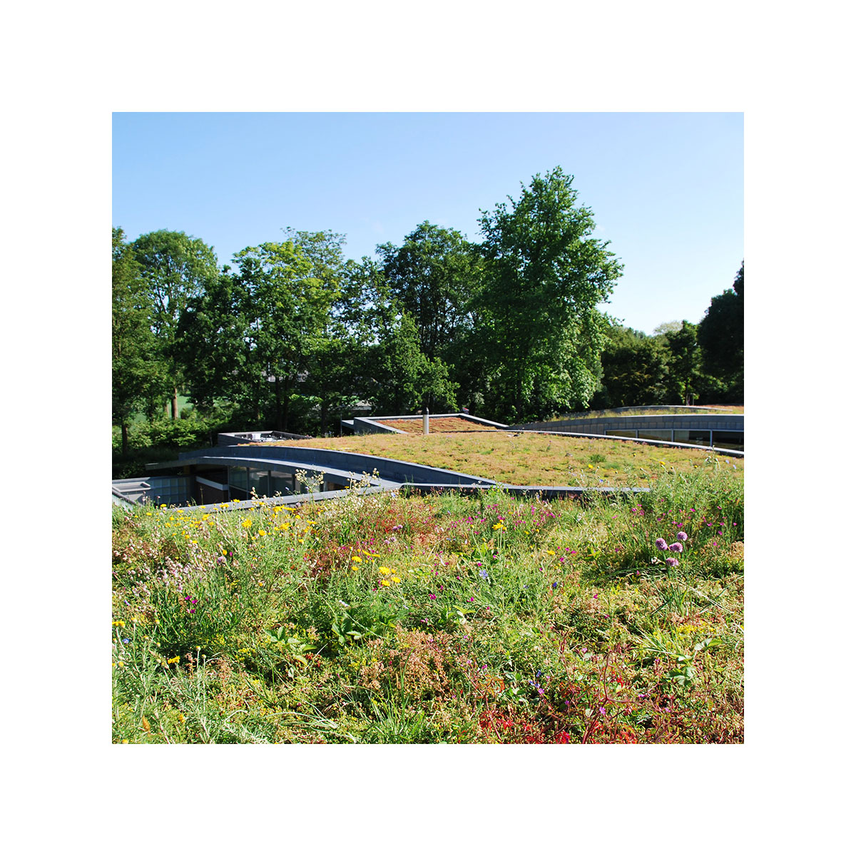 AboutGreen Gründachsystem Aromadach bis 10 Dachneigung 1 m² Bild 6