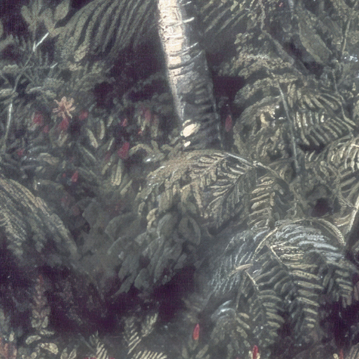 Komar  Vlies Fototapete The Exotic Land 200x280 cm Bild 8