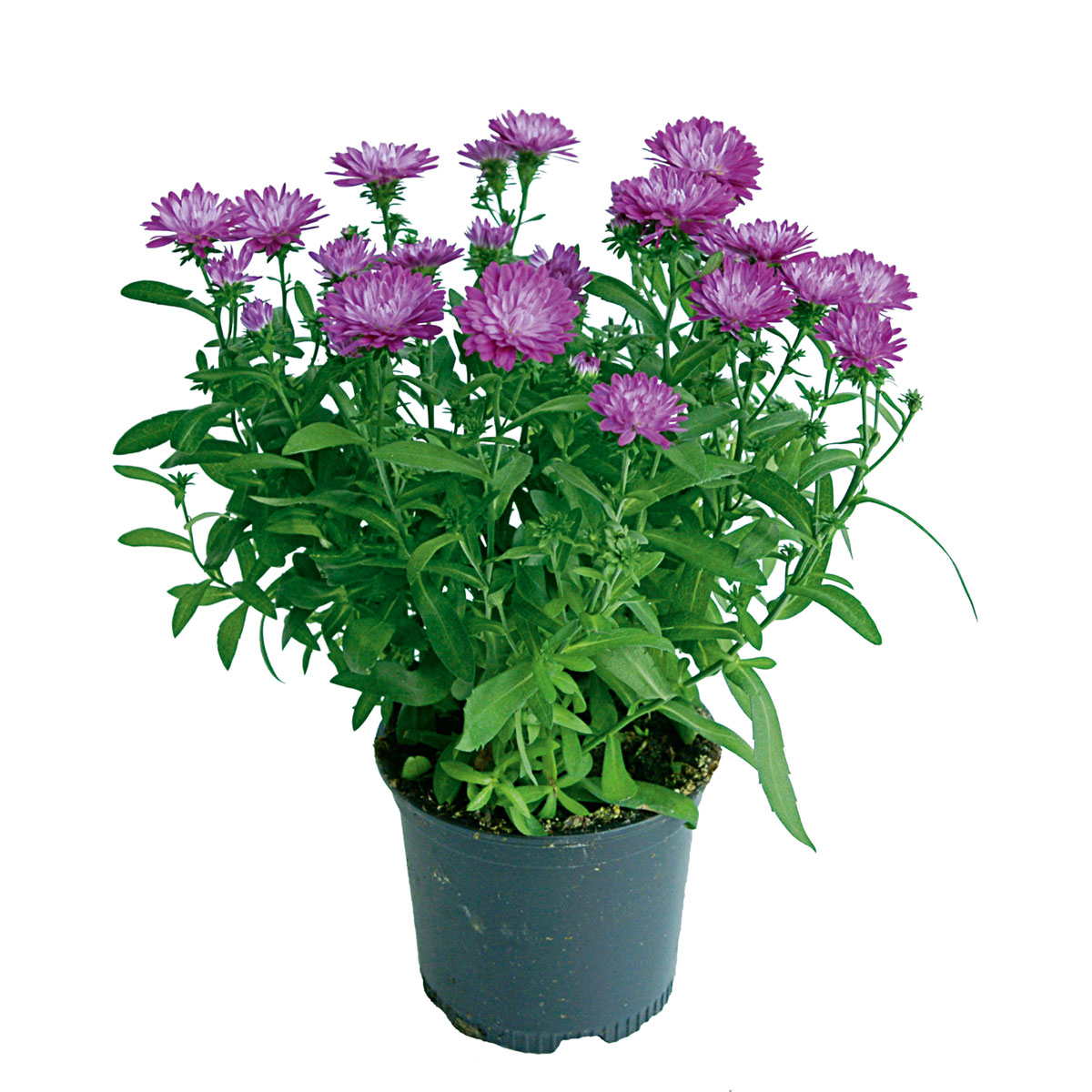 Plantiflor  Herbstaster Trio Topf Durchmesser 13 cm Bild 2