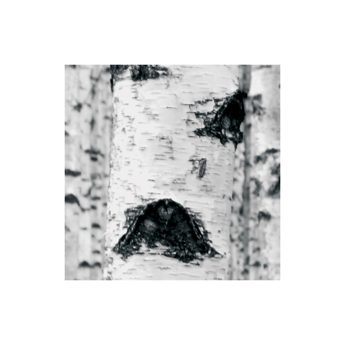 Komar  Vlies Fototapete Woods 400x270 cm Bild 8