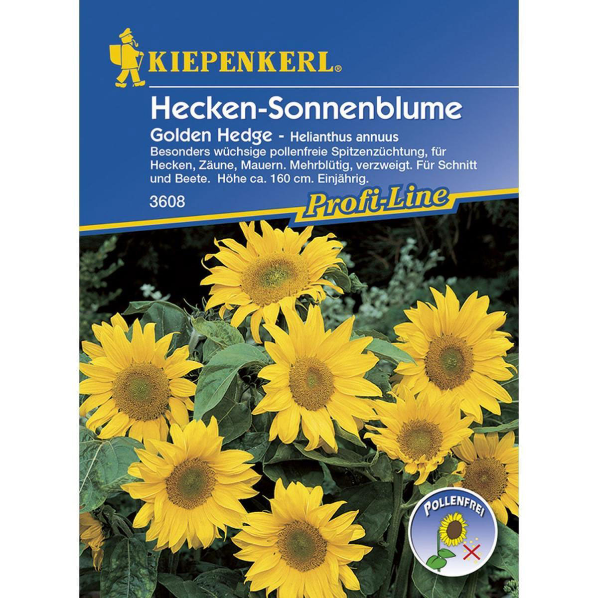 Kiepenkerl Hecken-Sonnenblume Golden Hedge Profi-Line Bild 1