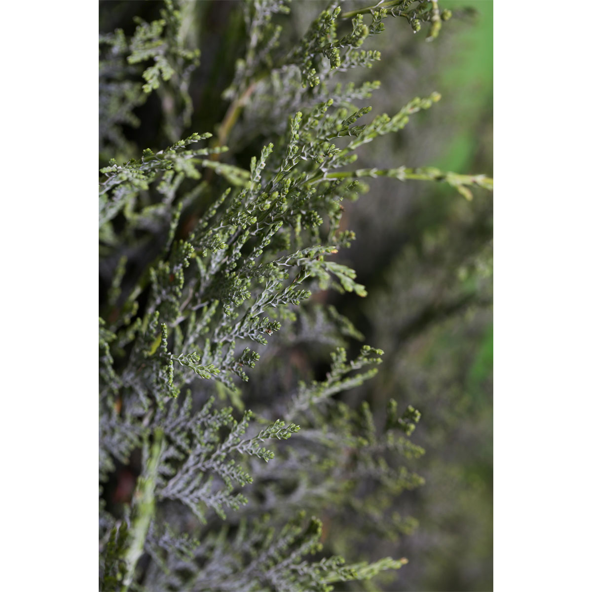 Plantiflor Blaue Säulenzypresse Topf Durchmesser 17 cm