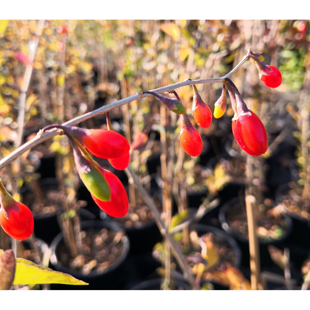 Goji-Beere Big Lifeberry