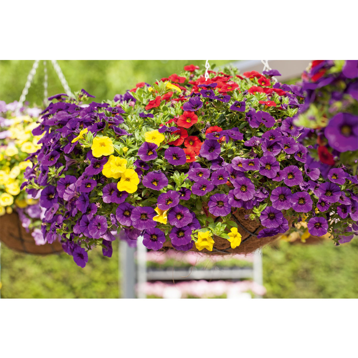Plantiflor  Zauberglöckchen Ampel mehrfarbig Topf Durchmesser 25 cm Bild 2