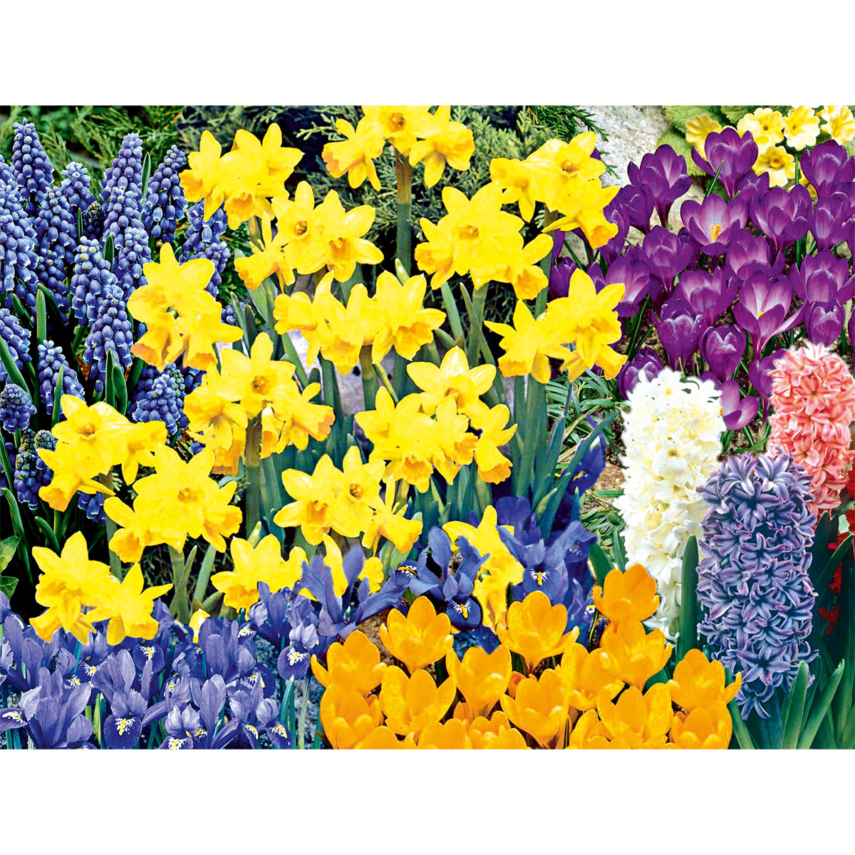 Plantiflor  Blumenzwiebeln Topf Durchmesser 10,5 cm Bild 4