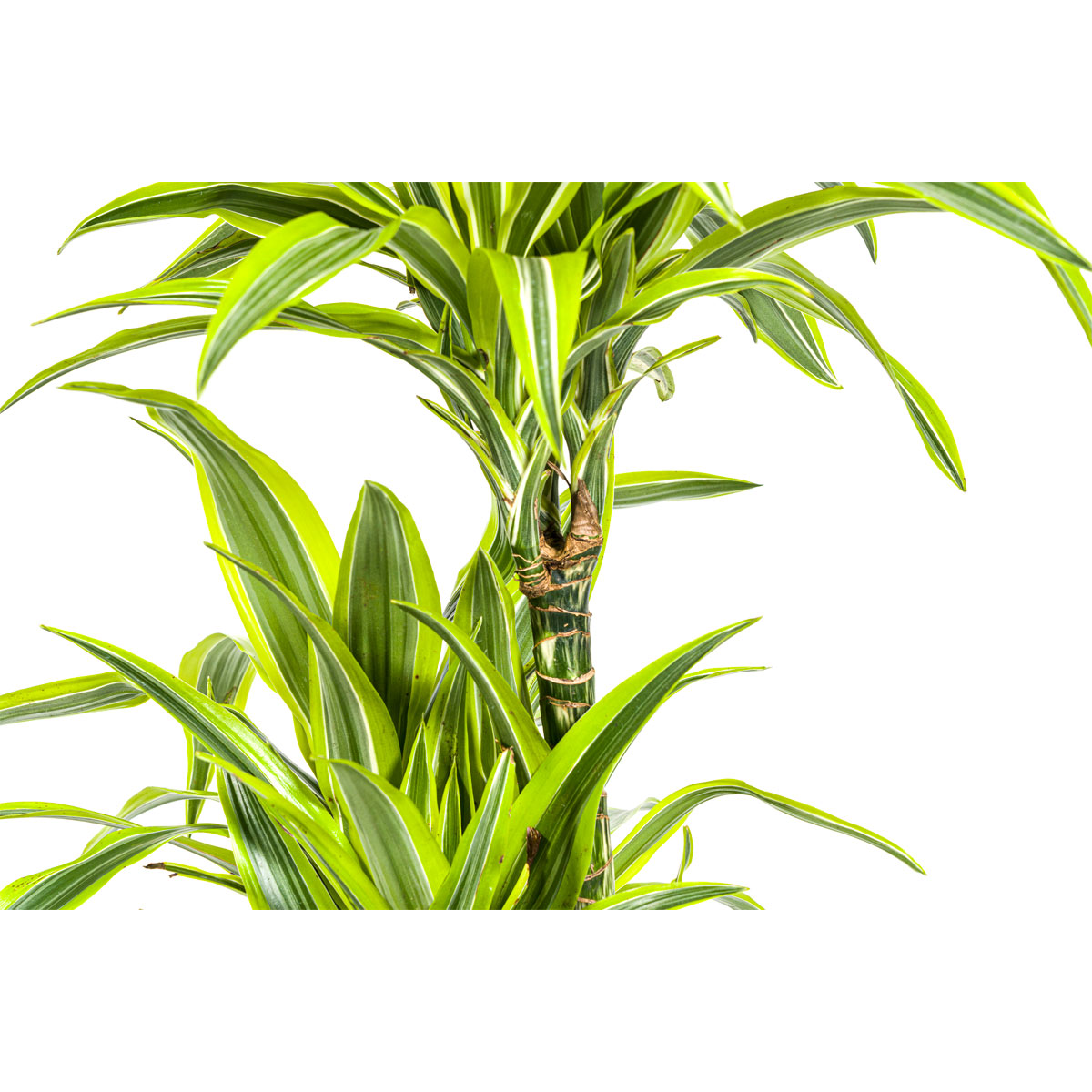 Duftender Drachenbaum „Lemon Lime“, Topf Ø 24 cm Bild 3