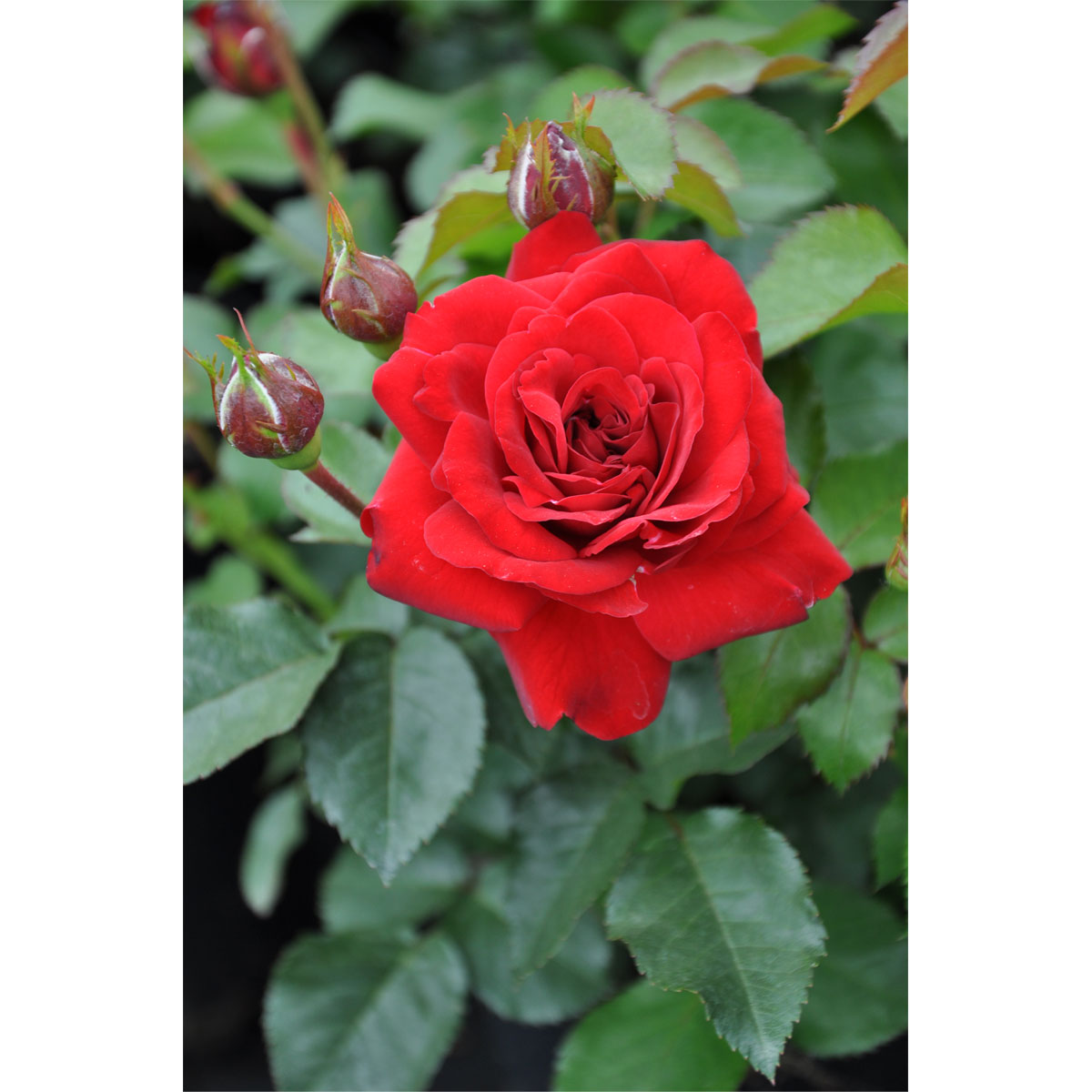 Plantiflor  Beet-Duftrose rot Topf 23 cm Bild 2