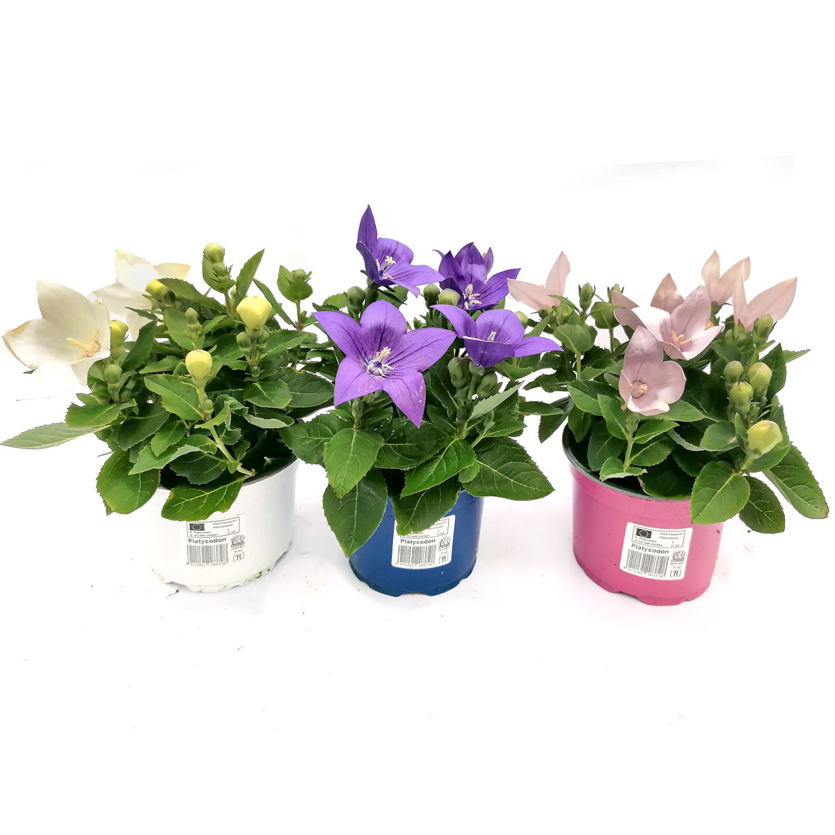 Plantiflor  Ballonblume Ton in Ton Topf- Durchmesser 12 cm Bild 2