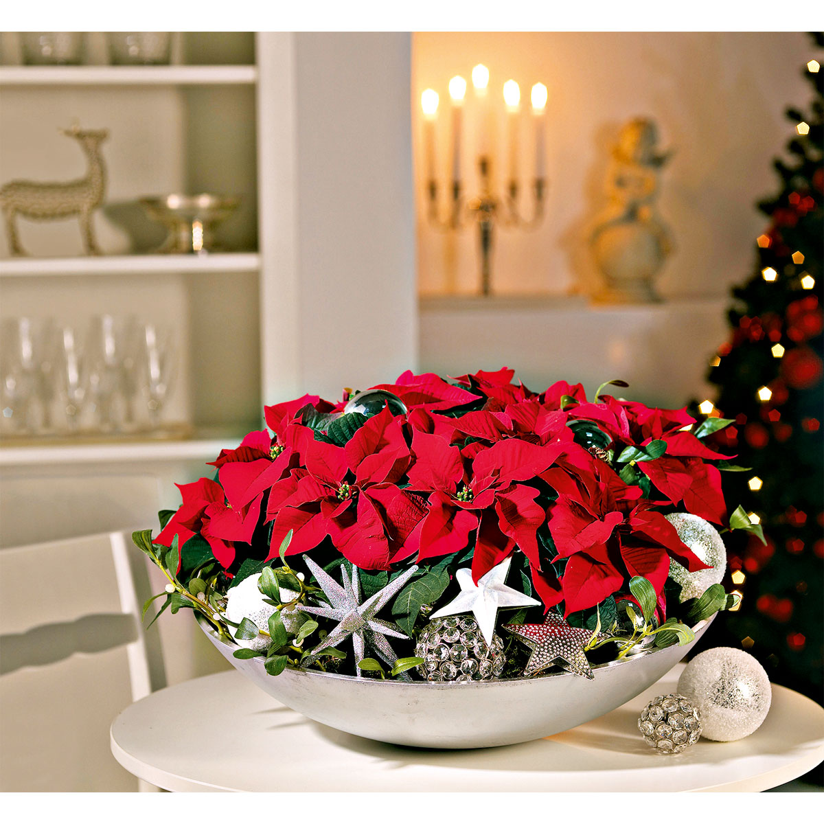 Plantiflor  Weihnachtsstern Mini Bild 2