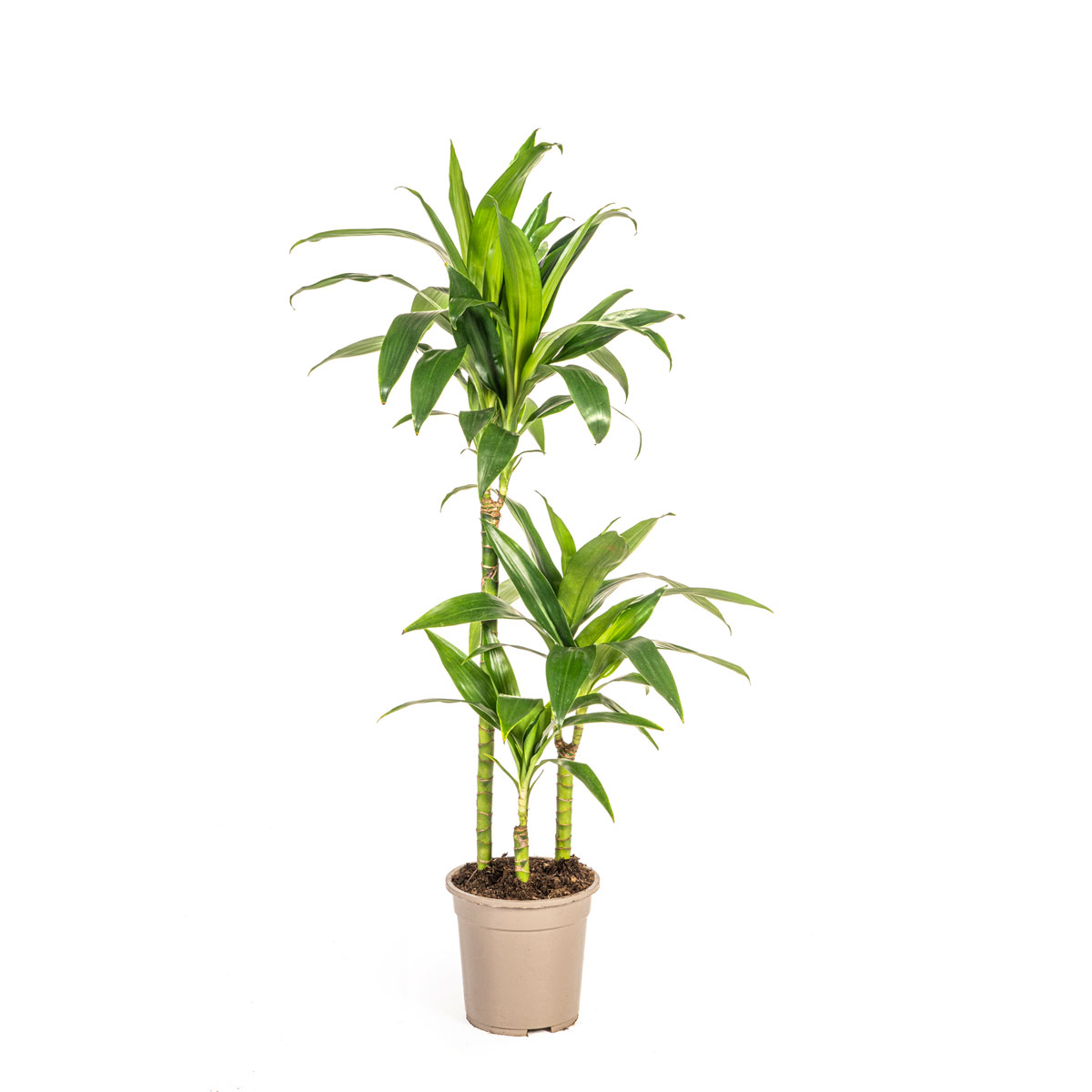 Duftender Drachenbaum „Lisa“, Topf Ø 21 cm Bild 1