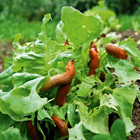 Mehrere rote Schnecken fressen an grünem Salat in einem Gartenbeet.
