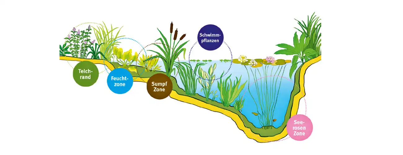 Ein Diagramm zeigt die Teichzonen: Teichrand, Feuchtzone, Sumpfzone, Schwimmpflanzen und Seerosenzone mit Pflanzen.