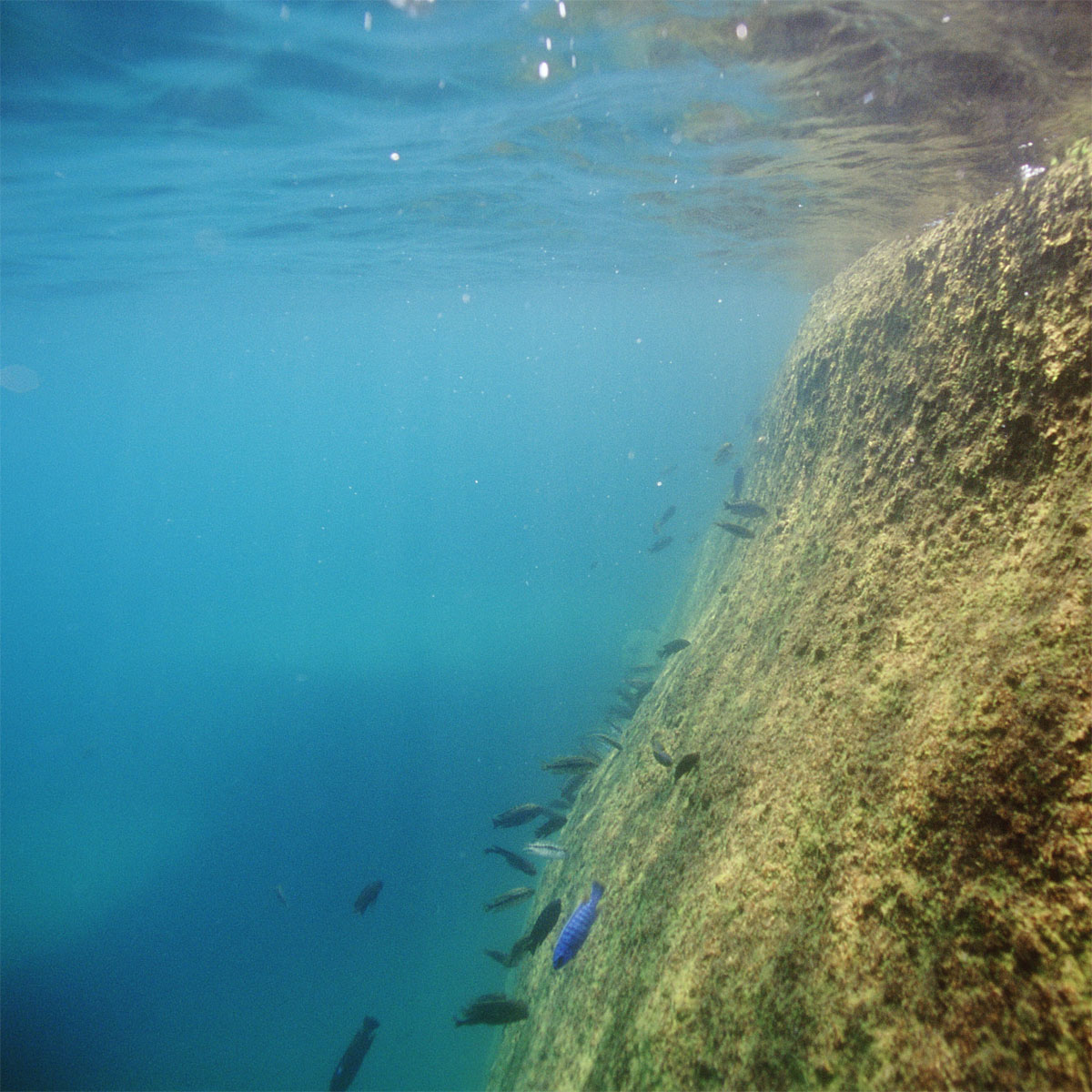 JBL  PRONOVO MALAWI FLAKES M 250ml Bild 2