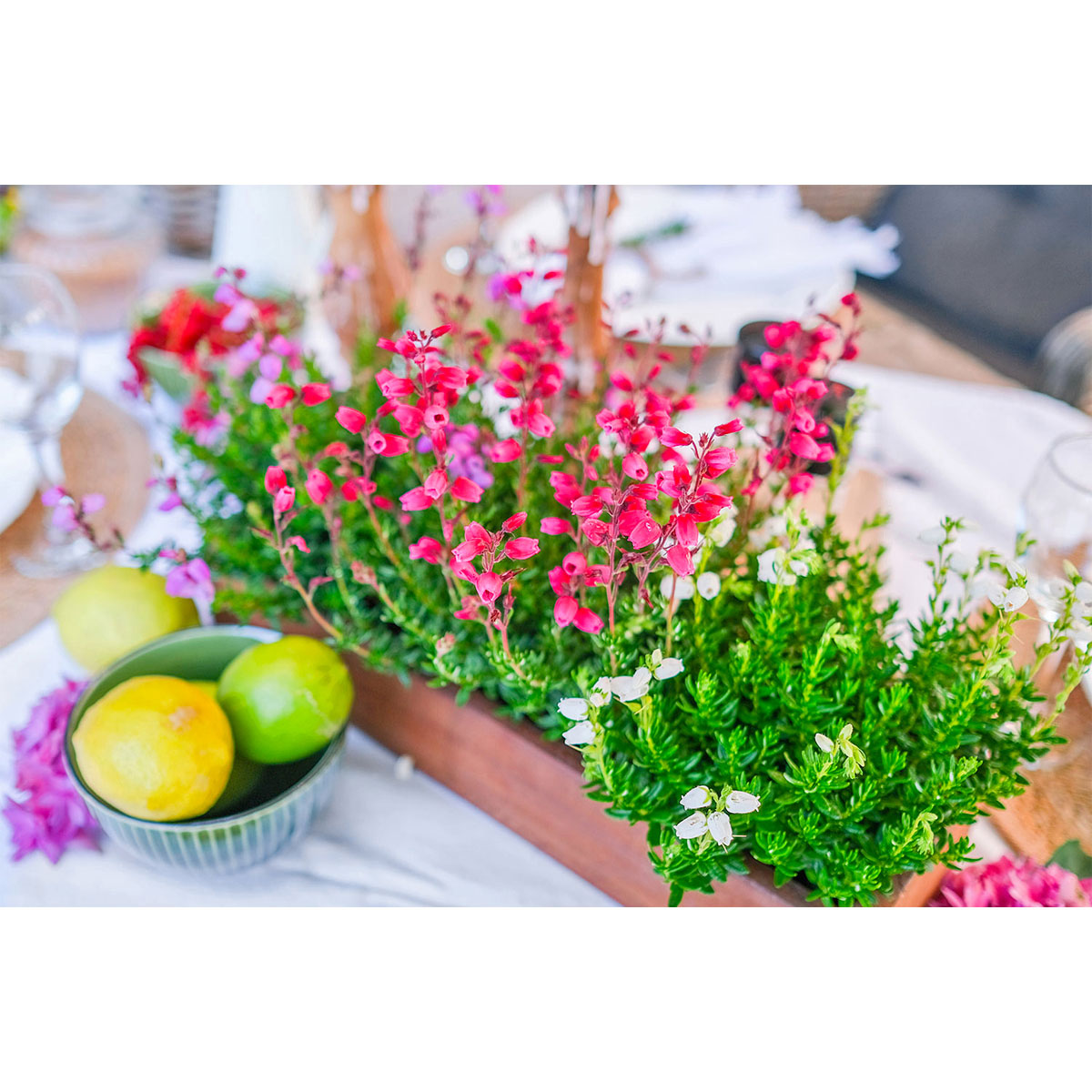 Glockenheide Topf- Durchmesser 11 cm Bild 3