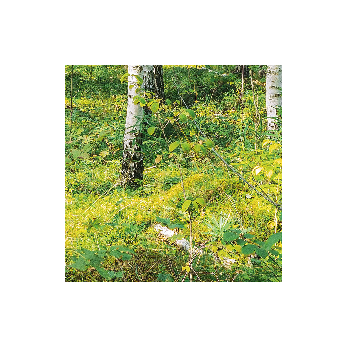 Komar  Papier Fototapete Sunny Day 368x254 cm Bild 9