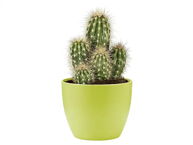 Kaktus mit vier Stämmen in einem Topf