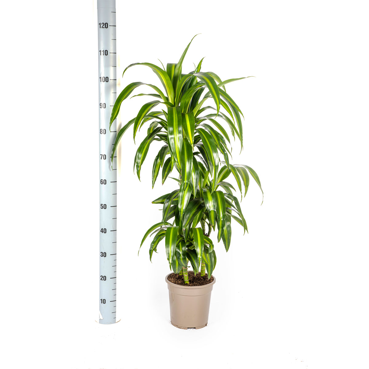 Duftender Drachenbaum „Hawaiian Sunshine“, Topf Ø 21 cm Bild 2