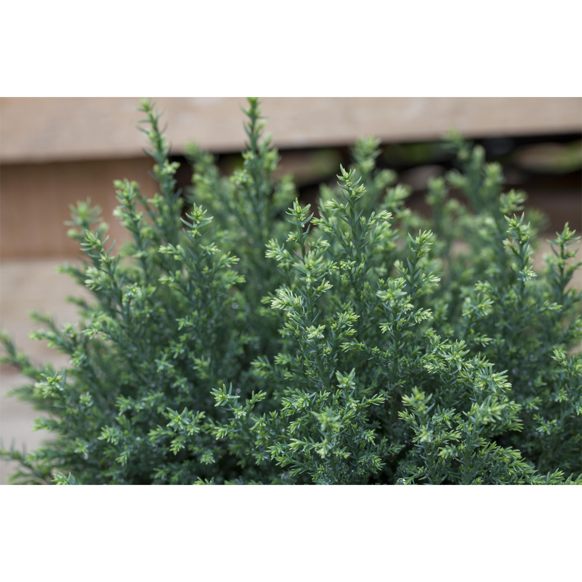 Plantiflor Gartenzypresse Snow White Topf Durchmesser 23 cm