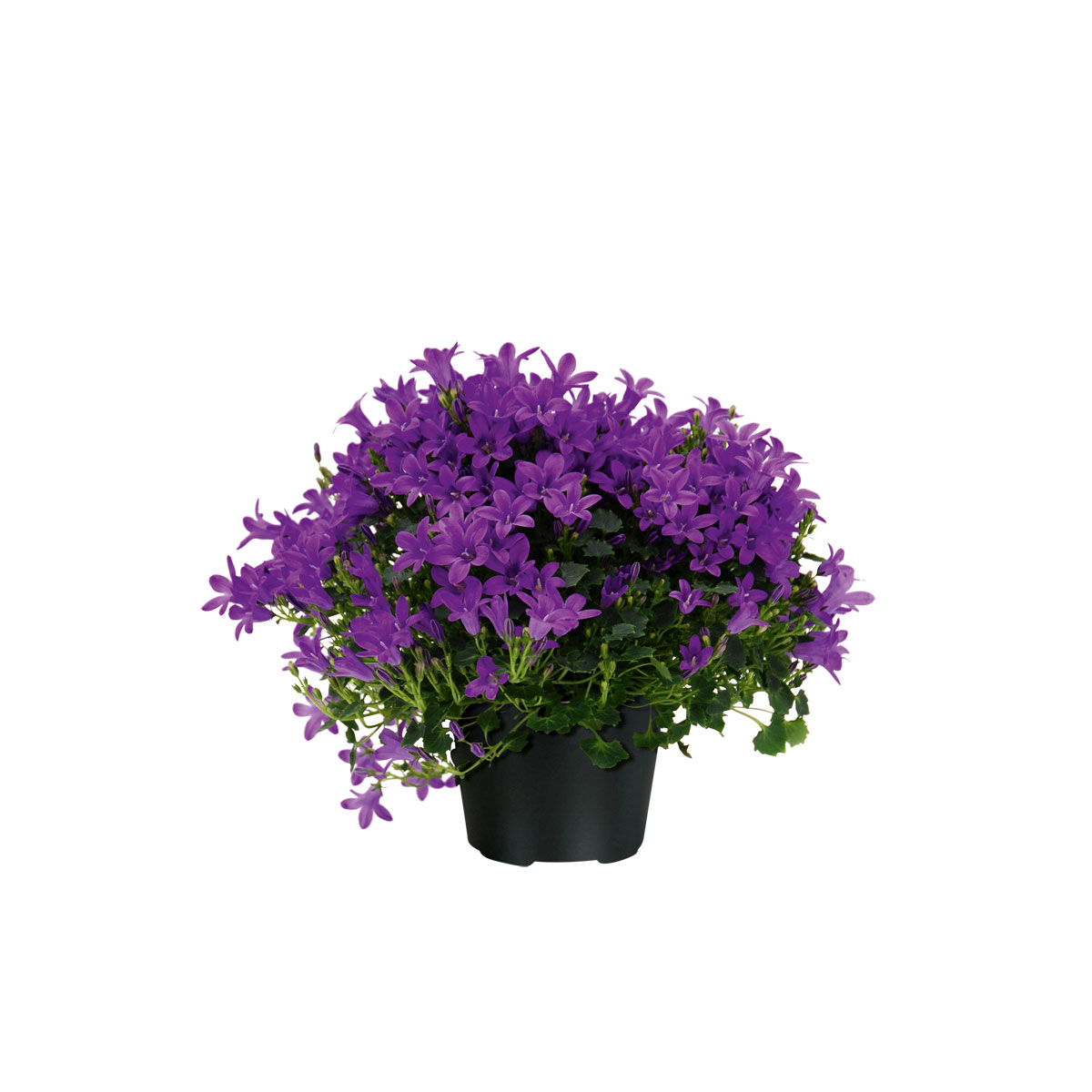 Plantiflor  Glockenblume blau Topf 11 cm Bild 2