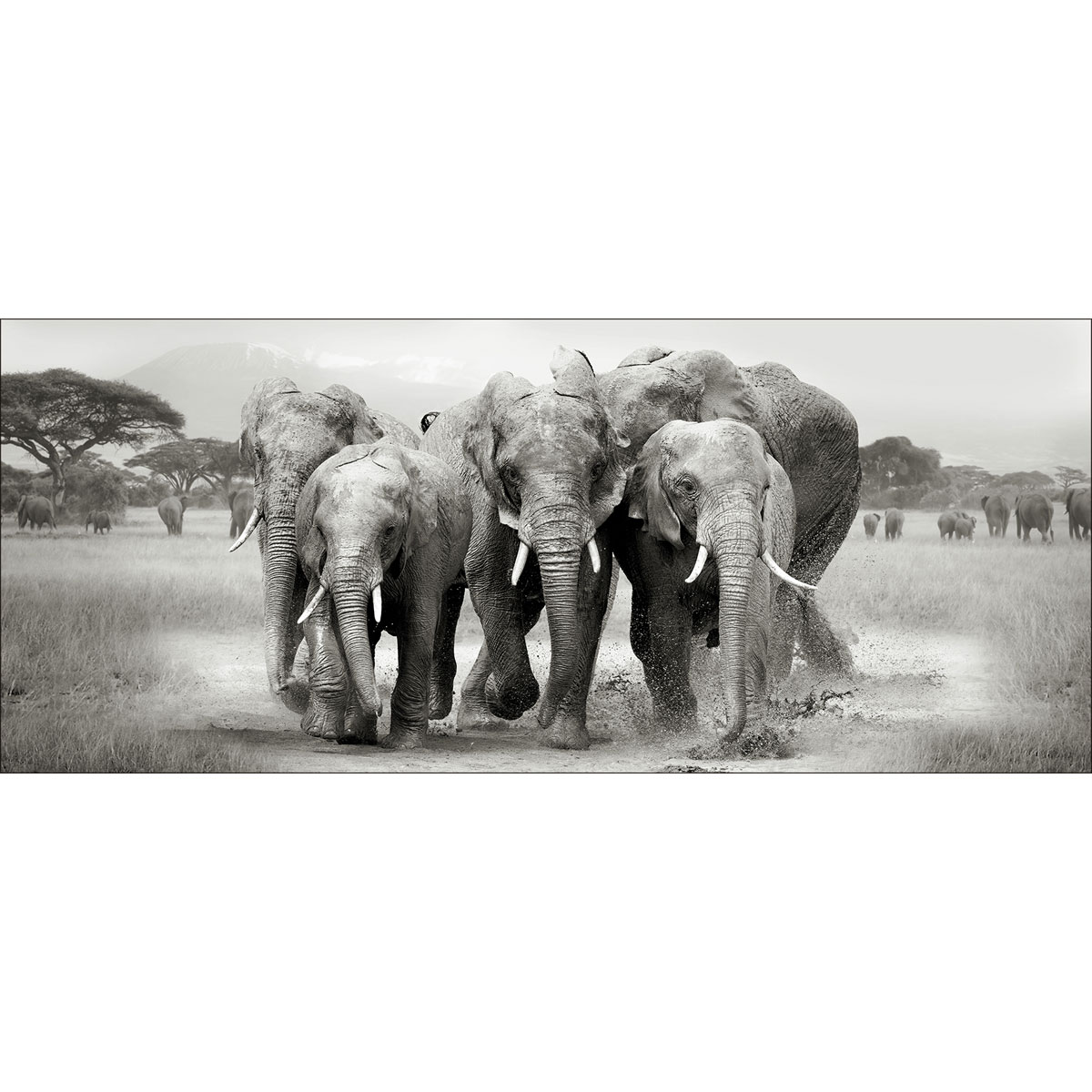 Decopanel Elephant Herd 50 x 120 cm