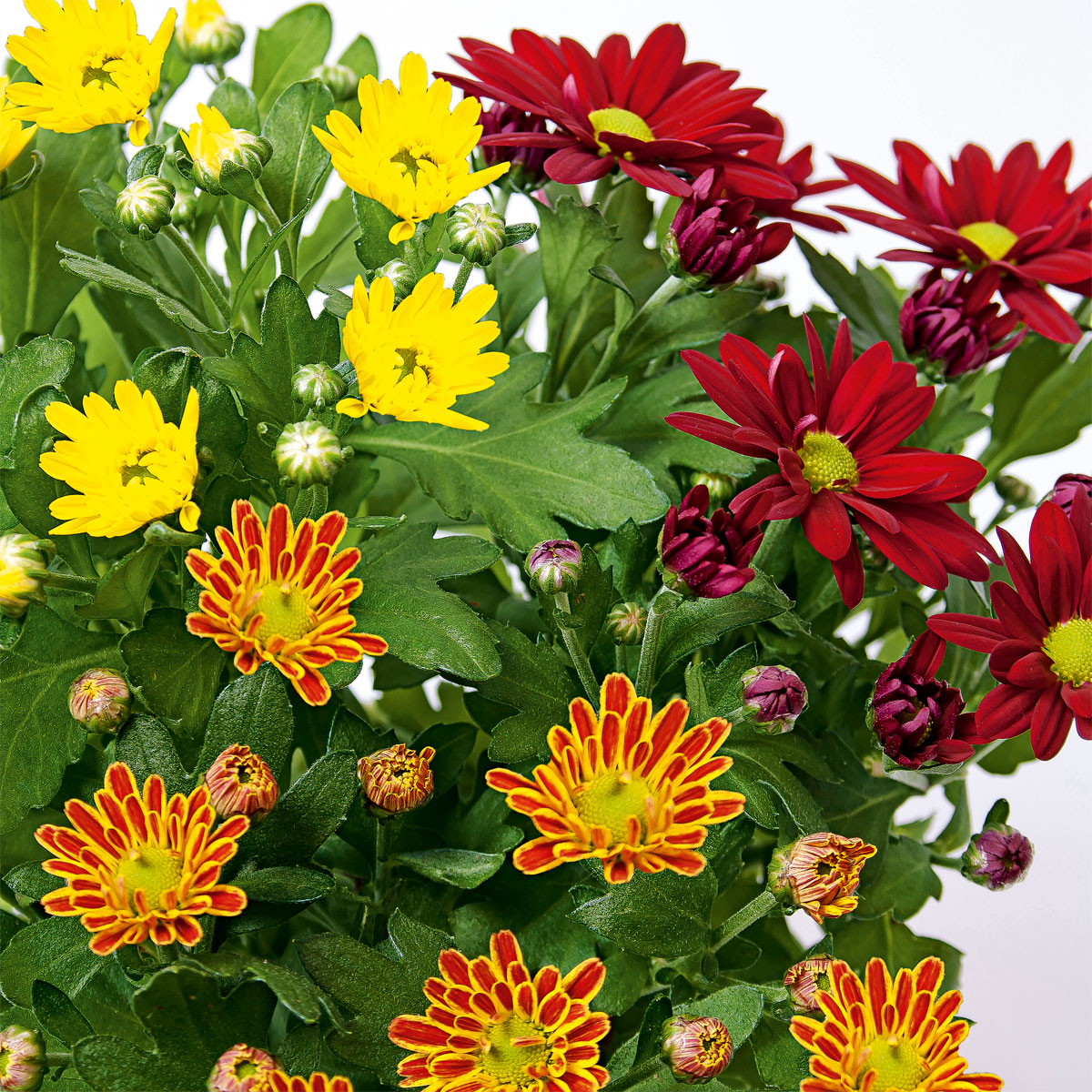 Plantiflor  Chrysantheme Swifty Topf- Durchmesser 10,5 cm Bild 8