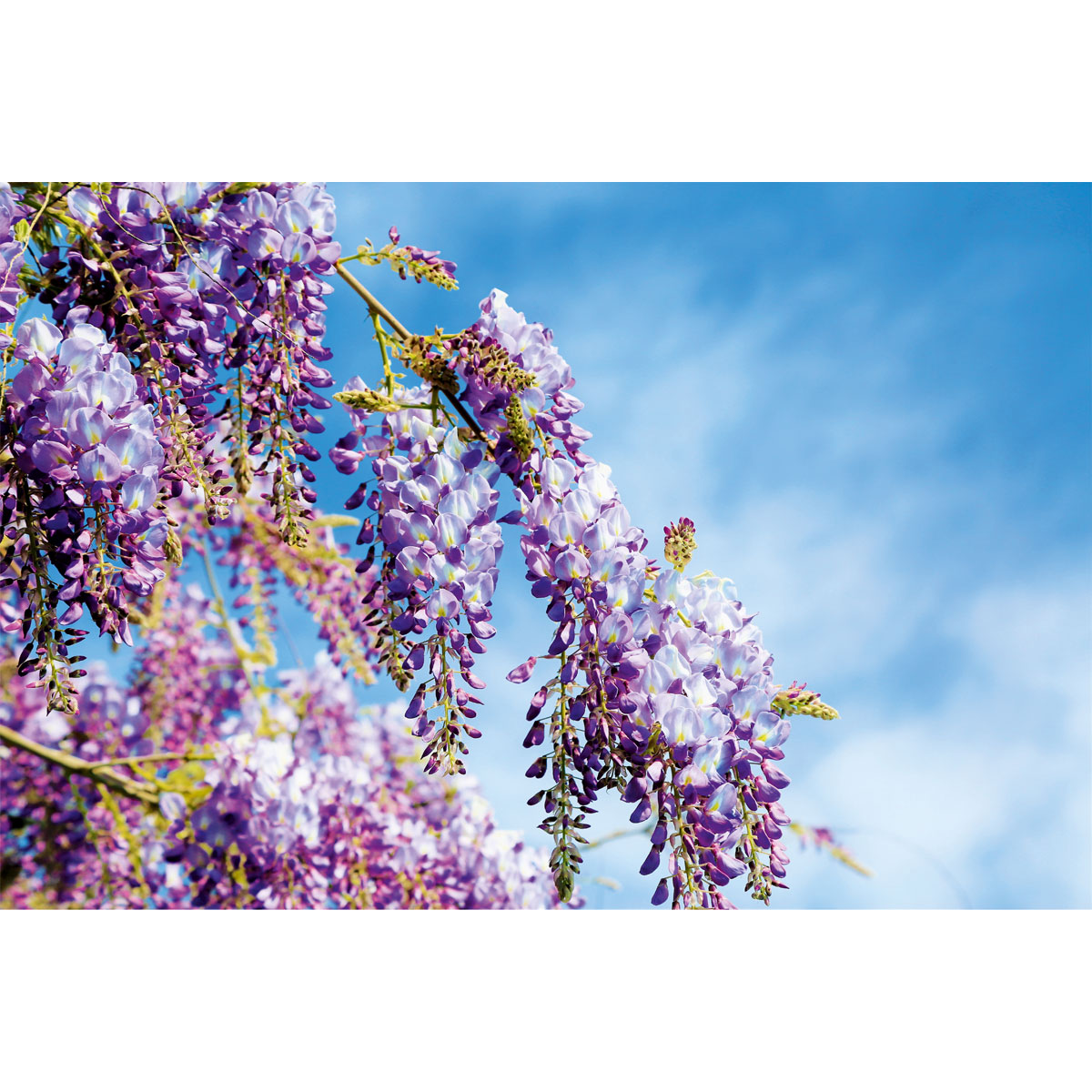 Plantiflor Chinesischer Blauregen Topf Durchmesser 17 cm Bild 2