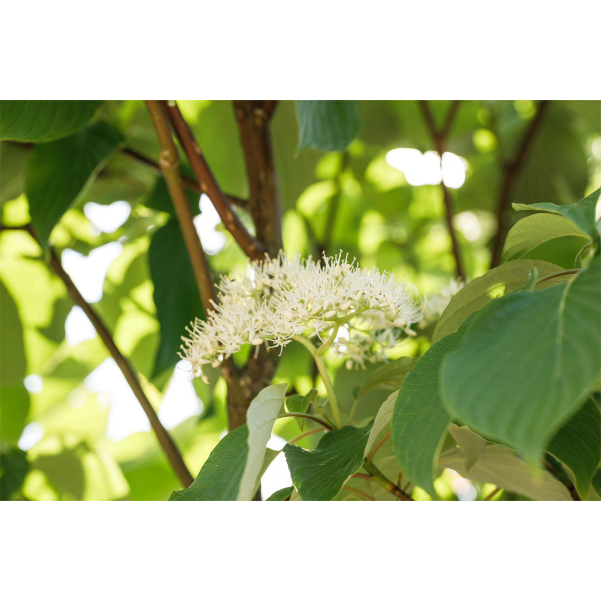 Plantiflor Seidiger Hartriegel Flaviramea Topf Durchmesser 19 cm