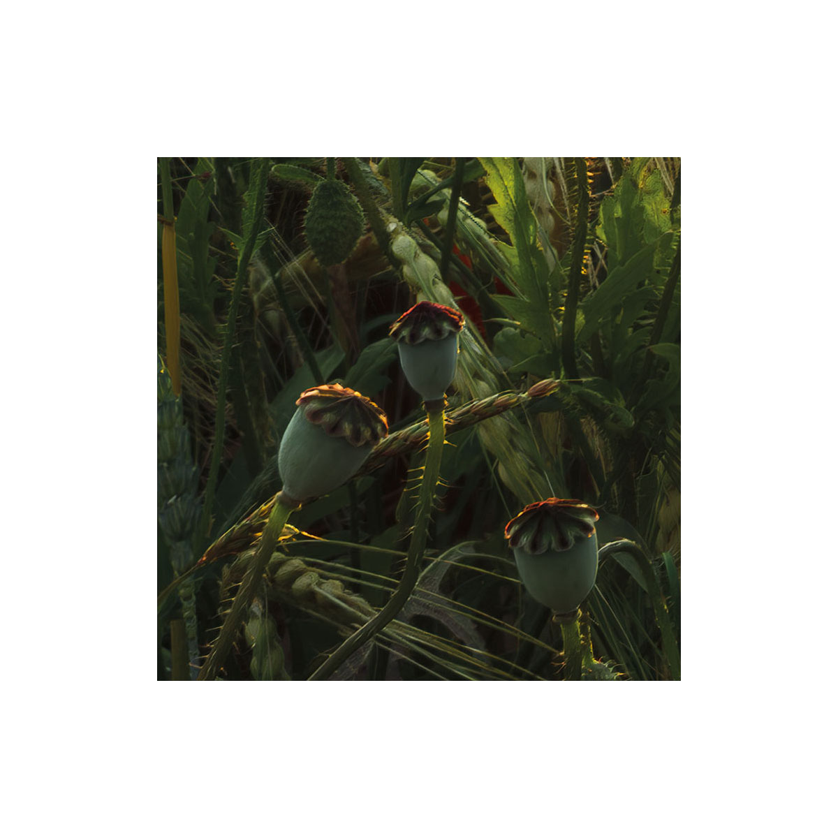 Komar  Vlies Fototapete Poppy World 450x280 cm Bild 7