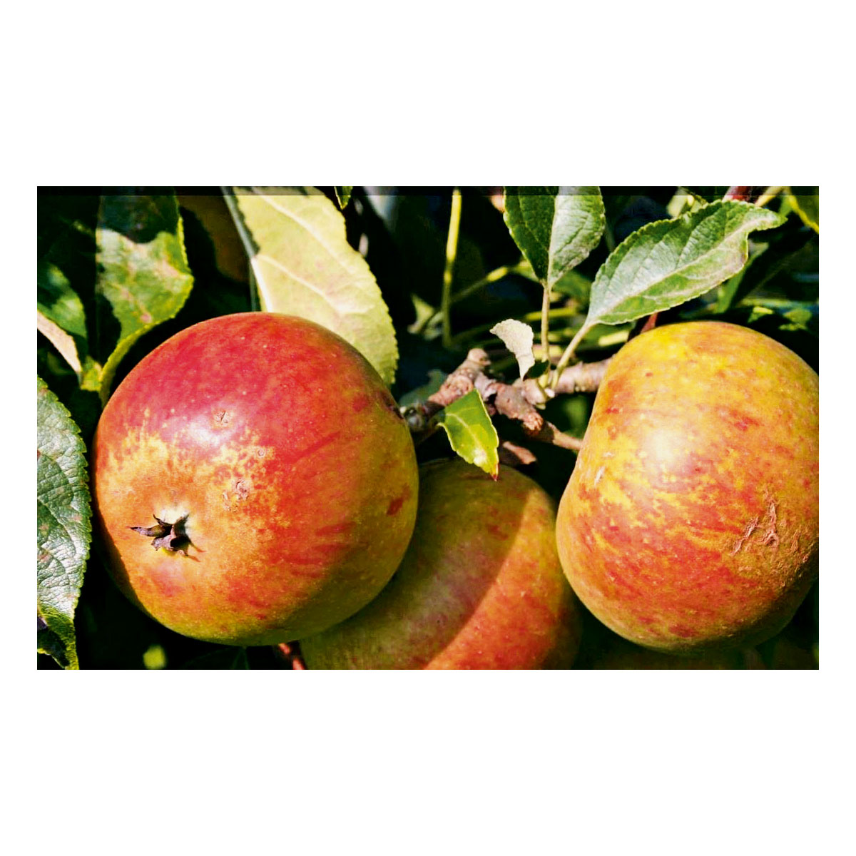 Plantiflor Herbstapfel Cox Orange Busch Topf Durchmesser 28 cm Bild 2