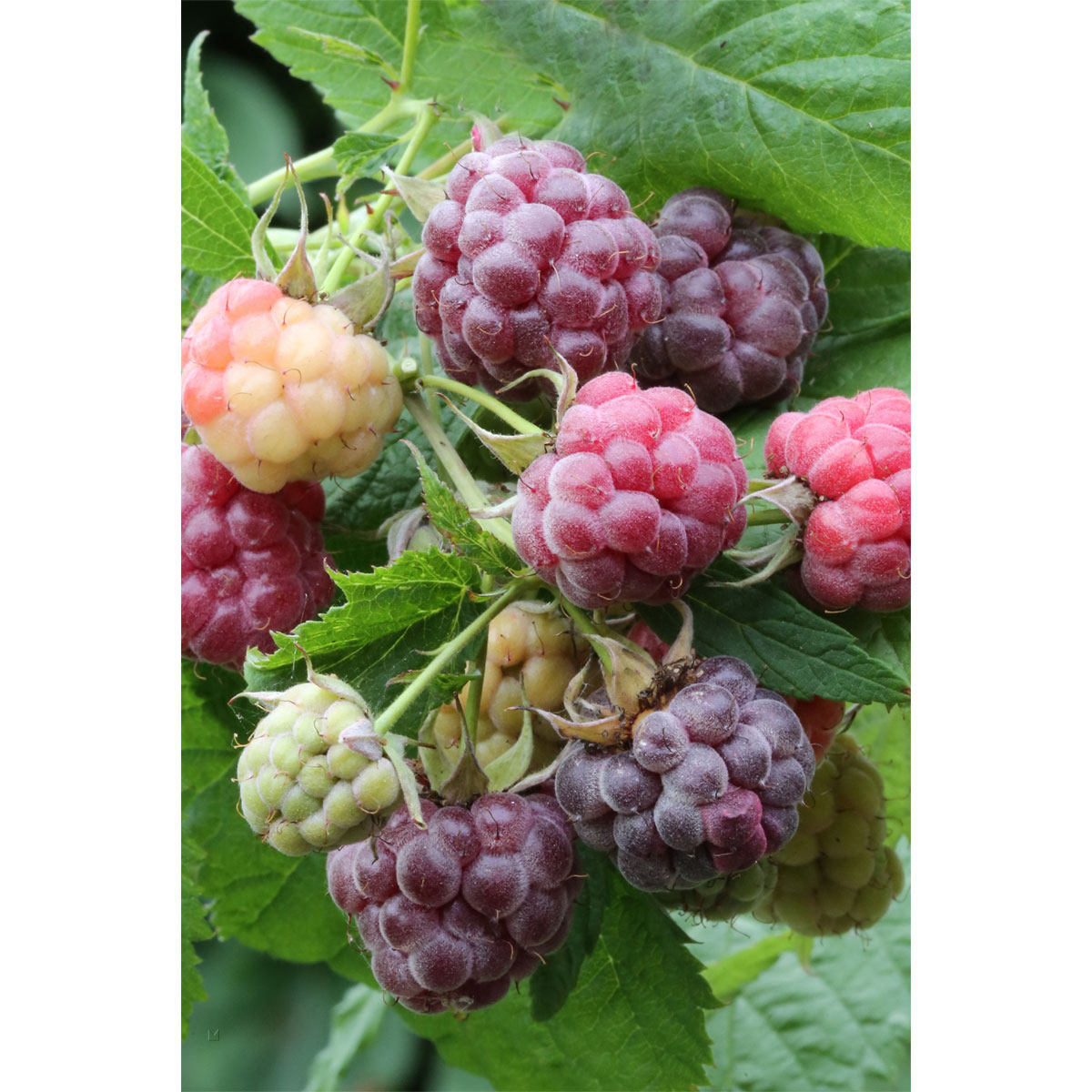 Plantiflor Himbeere Glen Coe Topf Durchmesser 17 cm Bild 1