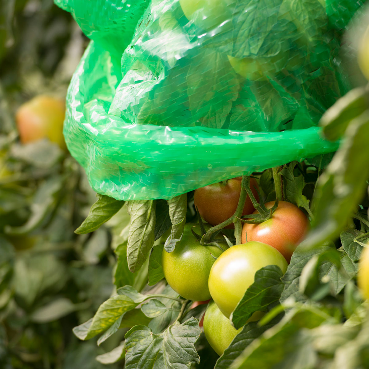 Windhager  Tomaten-Folienhaube 1,2x0,6 m 5 Stück