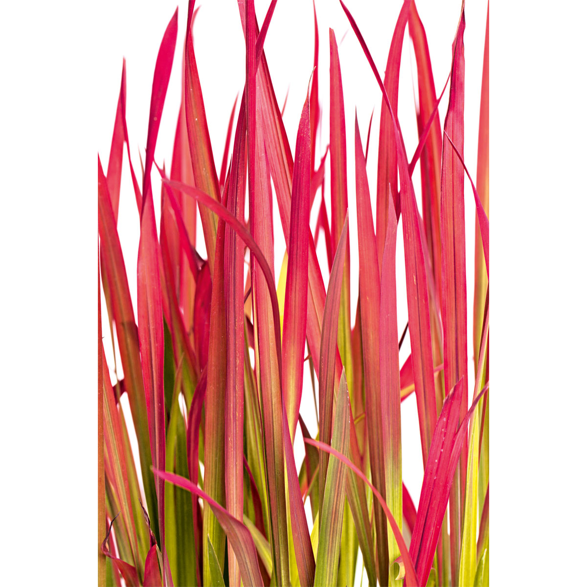 Plantiflor  Japanisches Blutgras Red Baron Topf Durchmesser 19 cm Bild 2