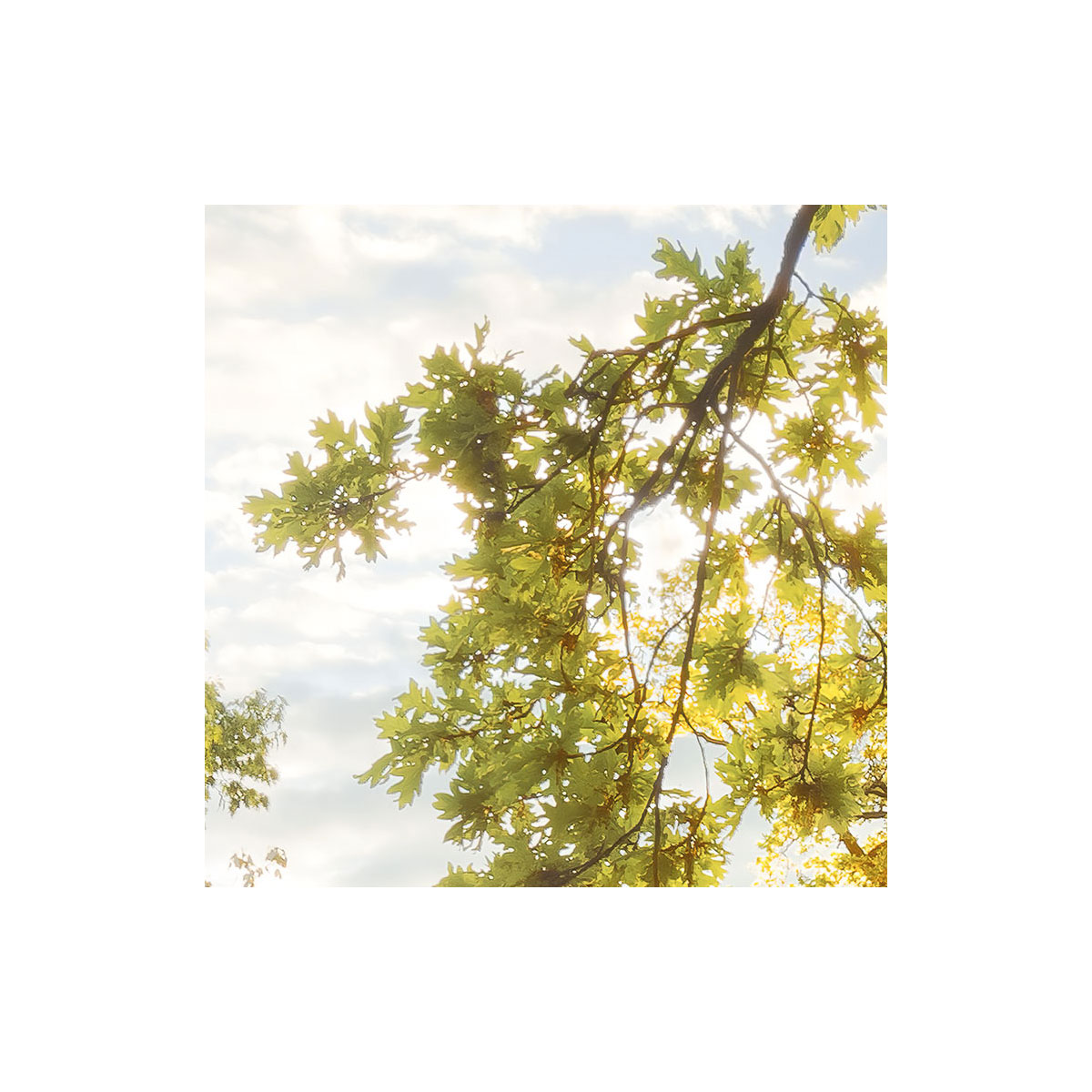 Komar  Vlies Fototapete Golden Moment 400x250 cm Bild 7