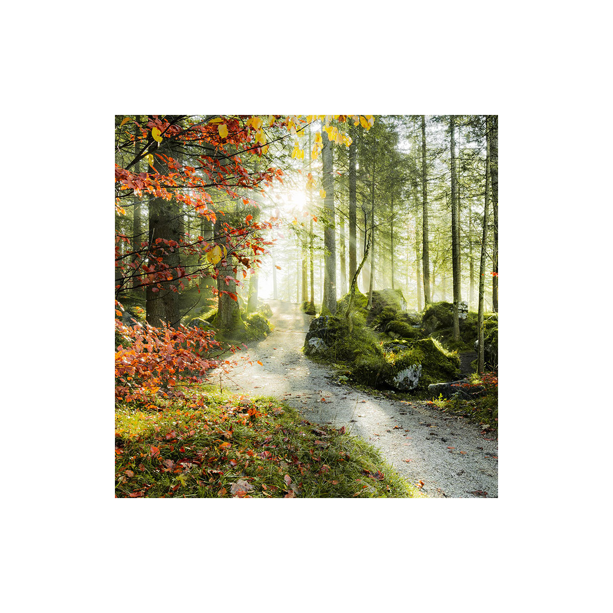 Komar  Vlies Fototapete Feuerzungen 450x280 cm Bild 9