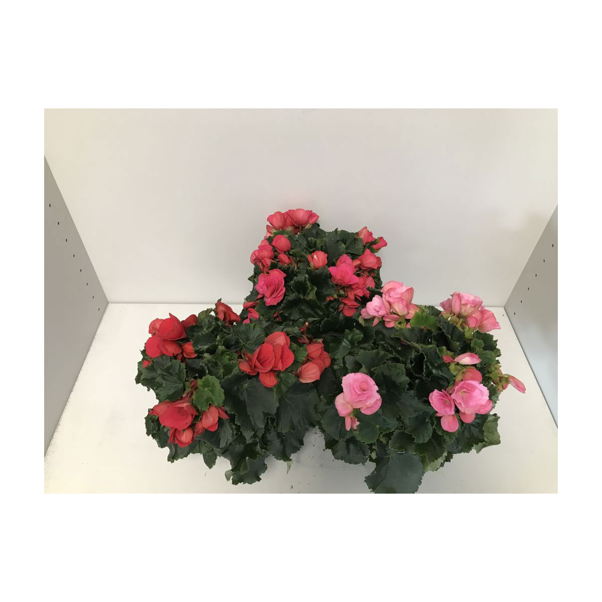 Plantiflor  Freiland-Begonie Betulia T12