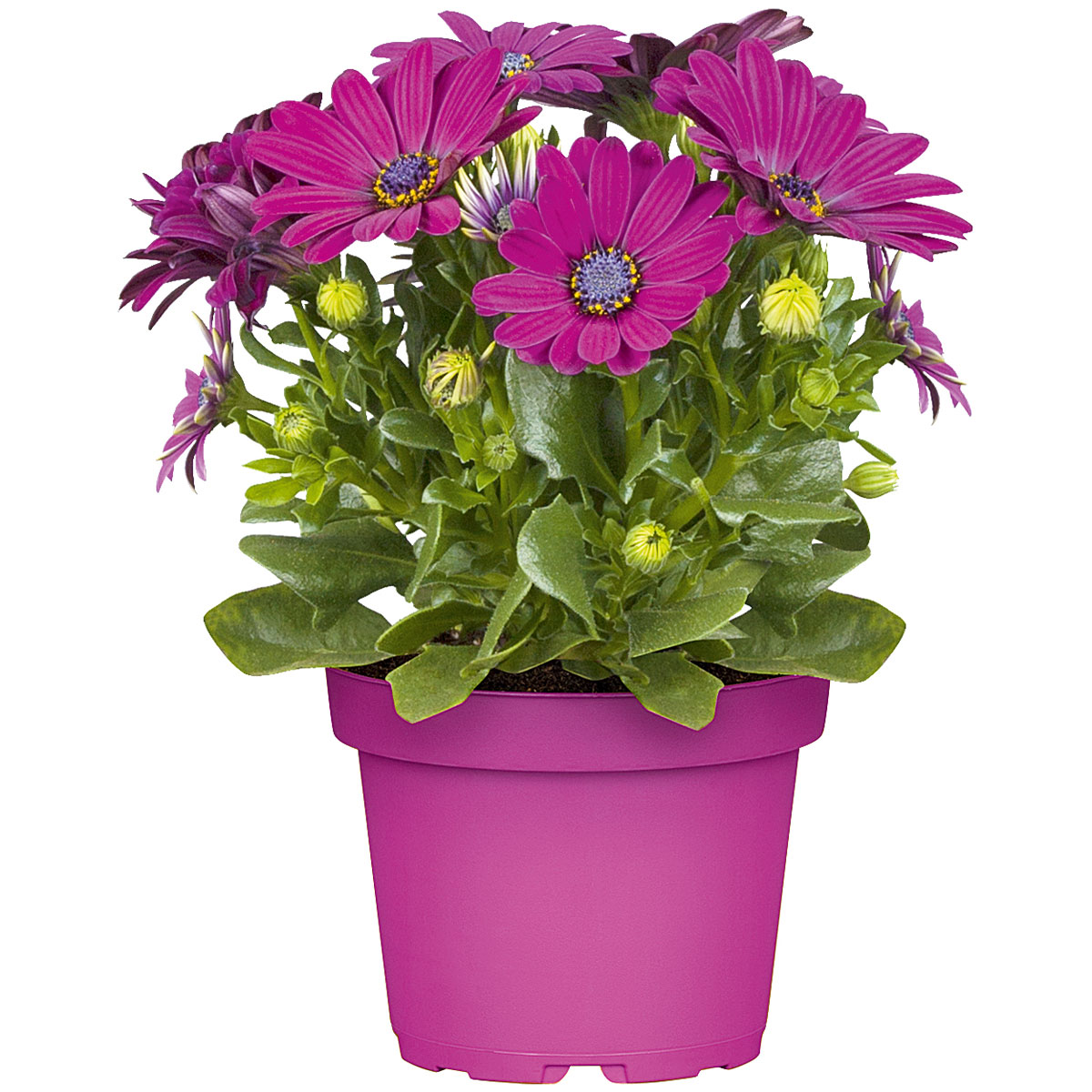 Plantiflor  Kapkörbchen verschiedene Farben im Topf Durchmesser 10,5 cm Bild 3